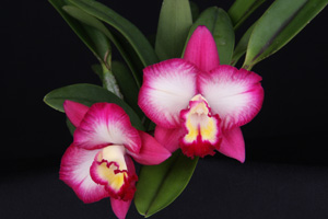 Lc. Splash of Joy Diamond Orchids AM 80 pts.